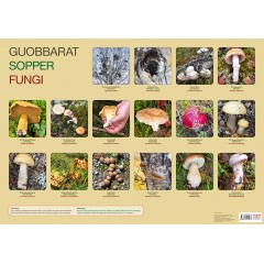 Guobbarat／Sopper／Fungi